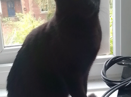 8 months old female