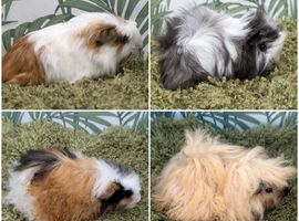 Long Haired Baby Guinea Pigs in Roche