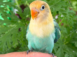 Baby love birds