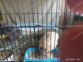 Available Coturnix quails standard size 1 x male and 4 females &pound;30