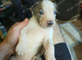 Cross breed