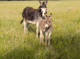 Donkeys mum and son