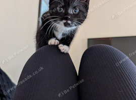 2 x 9wk old male kittens