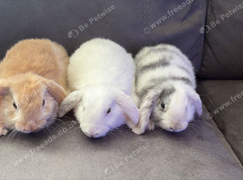 Beautiful Pure Mini Lops