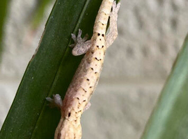 6 x Mourning Geckos