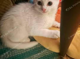 White kitten for sale
