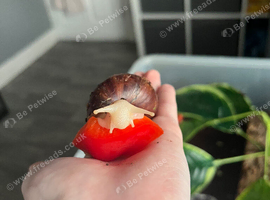 Rehoming 1 jade African land snail (plz read description)