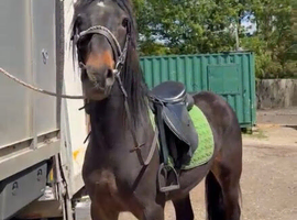 Rolo 4yr old Irish draught x cob gelding