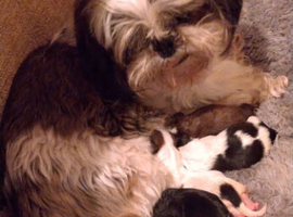 2 female shih tzu puppies left