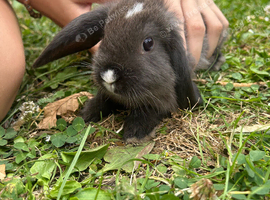 Beautiful lop bunnies ready to leave