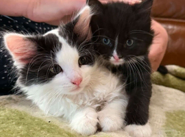 British Shorthair x Calico cross kittens