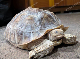 10 Year Old Sulcata Tortoise Experienced Home Required