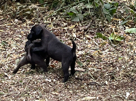 Patterjack females ready to go.