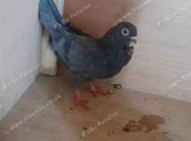 Male african owl pigeon