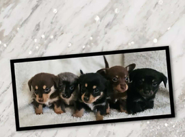 Dachshund x pomerian