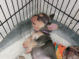 Stunning litter of French Bulldog 3 boys & 2 girls available