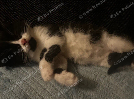 Tuxedo x Maine Coon  kittens