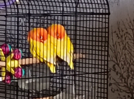 Young love birds