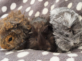 3 boars ready now