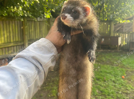 Polecat hob for sale big tank off a job already