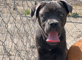 Cane corso x Rottweiler puppies