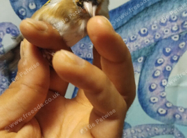 2026 goldfinch
