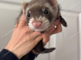 Ferret kit hob