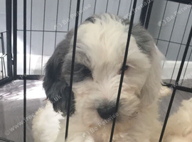 8 beautiful cockapoo babies