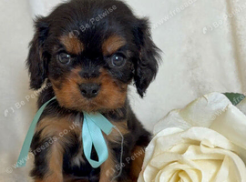 Beautiful Cavalier King