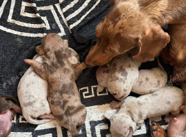 Miniature dachshund