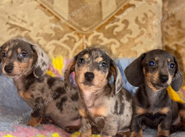 Puppy's for sale collect now