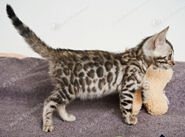 Bengal Girl Kitten Brown Rosette