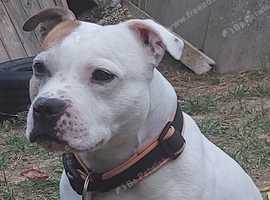 Staffordshire Bull Terrier for stud