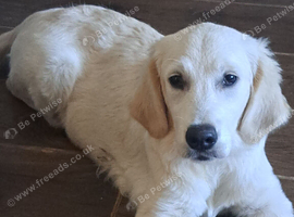 Golden retriever