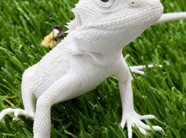 BEARDED DRAGONS