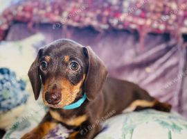 Beautiful Miniature Dachshund Boy