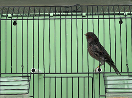 High Quality Cobalt Black Red Males