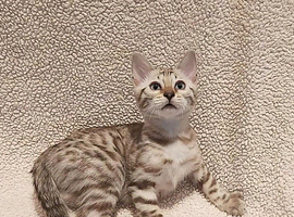 Pedigree Snow Bengal Kittens