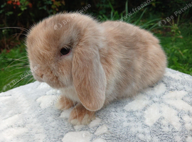 Stunning mini lop make baby rabbits RTR