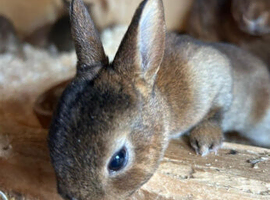 Showline baby mini rex
