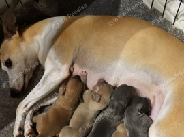 5 STUNNING WIGGYS FOR SALE
