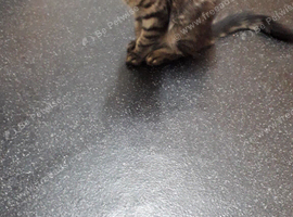 Norwegian forest Turkish agara  in need of a New home