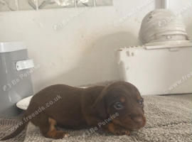 Dachshund x Jack Russell