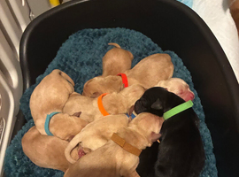 Kc registered lab puppies