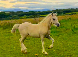 Stunning palomino 2 year old filly ready to back