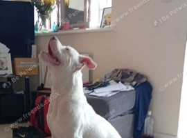 American bulldog
