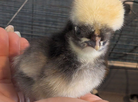 Cuckoo polish chicks & eggs