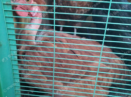 desi chicken pair