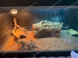 2 male beared dragons