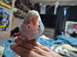 Budgies and cage